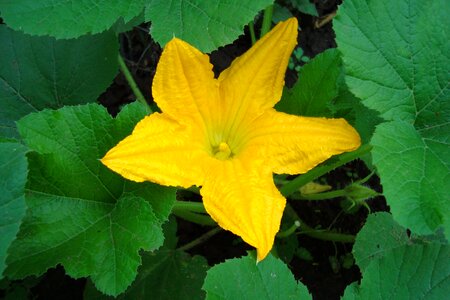 Leaves petals bloom photo