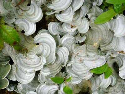 Fungus natural organic