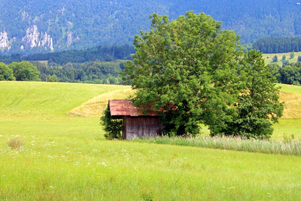 Meadow tree nature