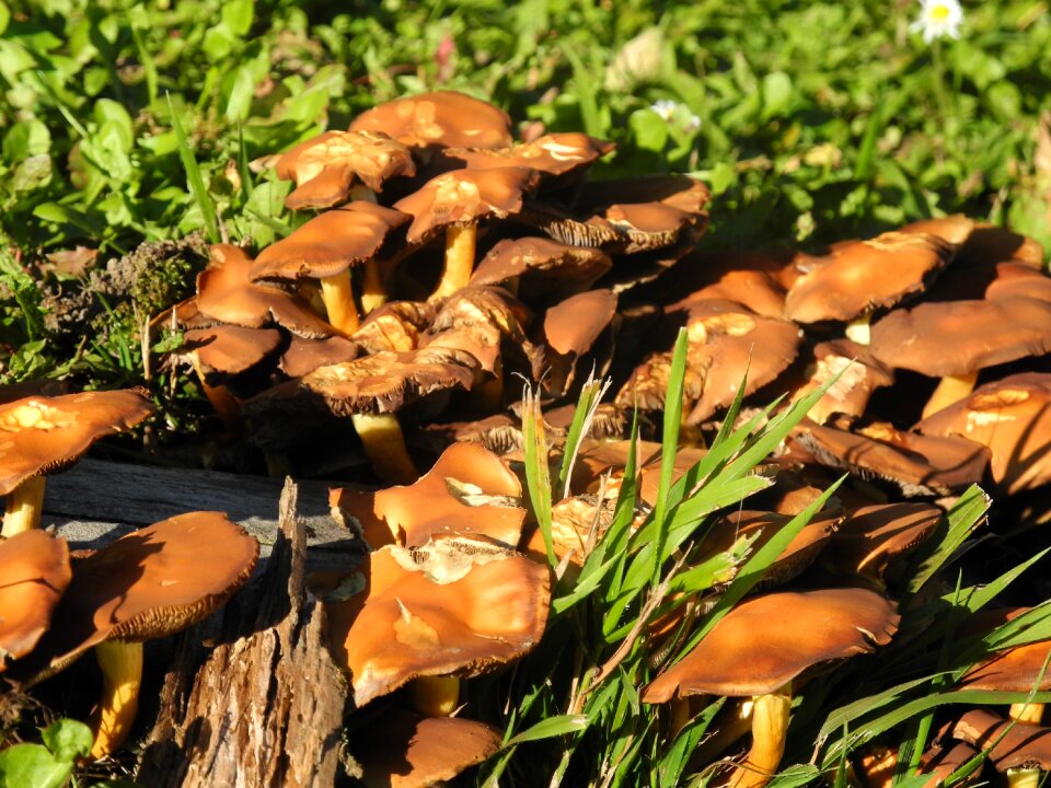 Forest mushrooms brown nature
