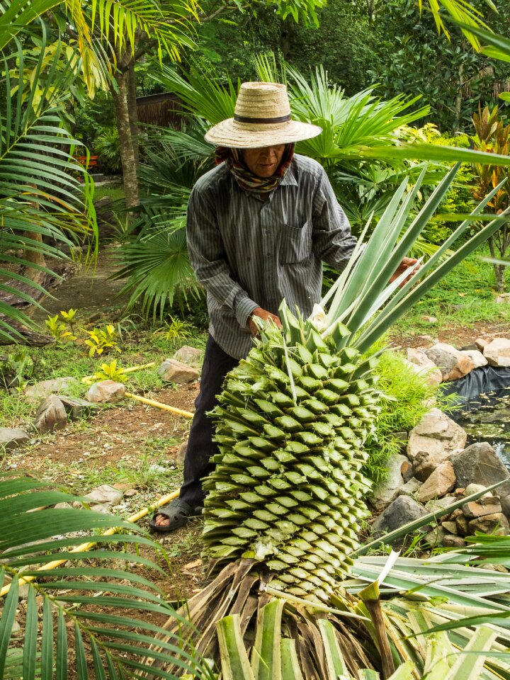 Agave tribe gardener