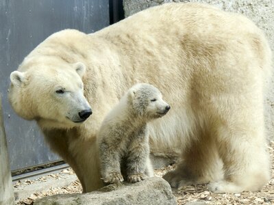 Animal mammal nature