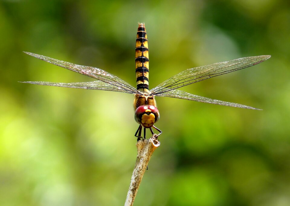 Macro close-up beautiful
