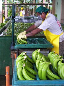 Pack sort organic bananas photo