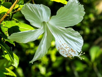 Blossom bloom white