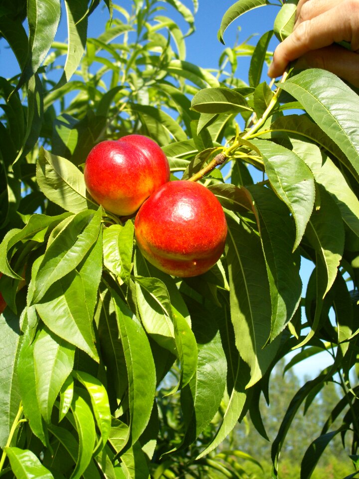 Ripe vitamins healthy
