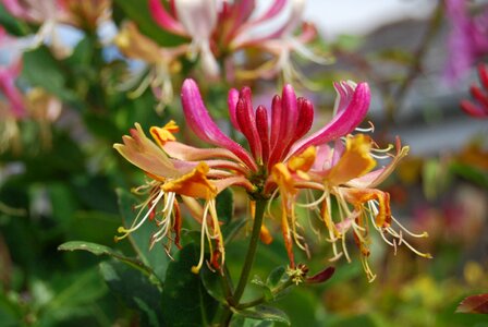 Flower summer woodbine