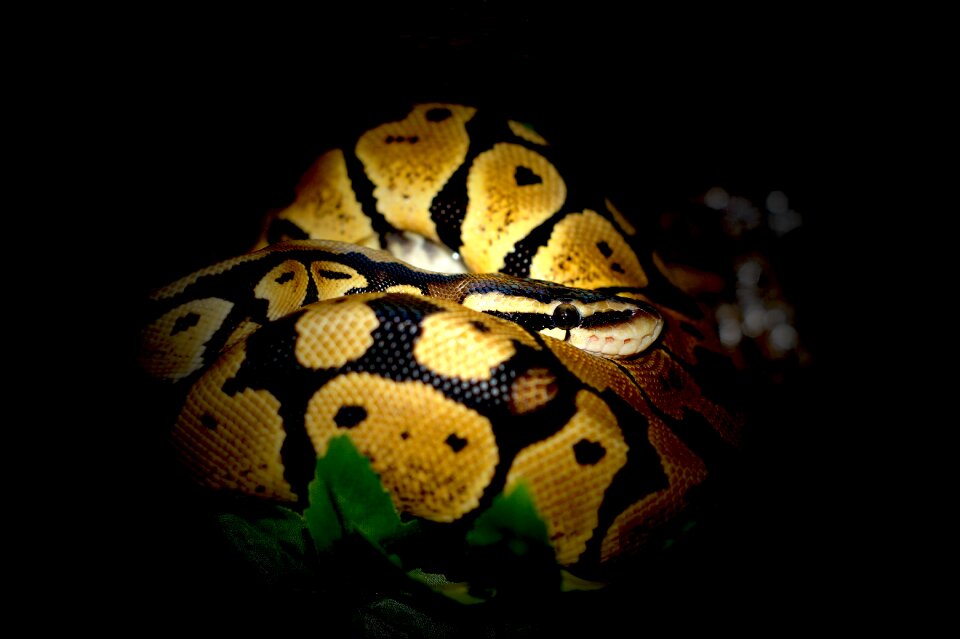 Snake constrictor jungle