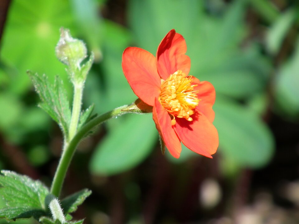 Flowers decorative ornamental plant