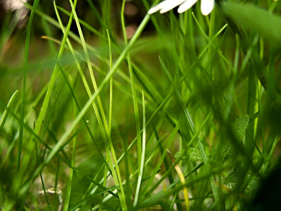 Blades of grass green petals