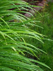 Plant natural botanical