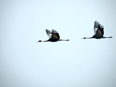 Flight avian aves photo