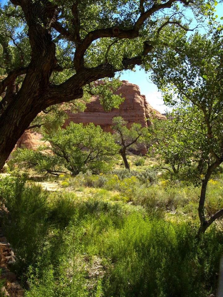 Arizona usa desert