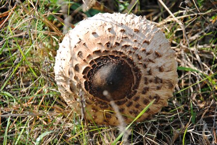 Mushroom autumn forest photo