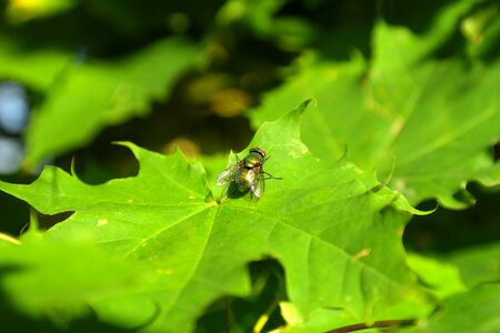 Leaves tree maple