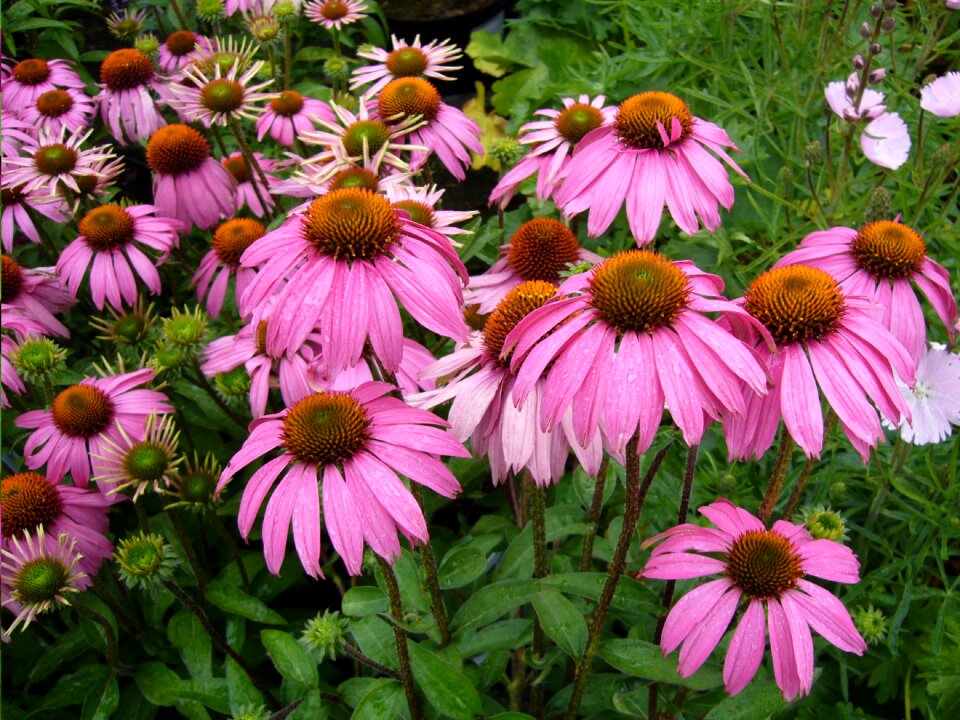 Bloom blossom flora