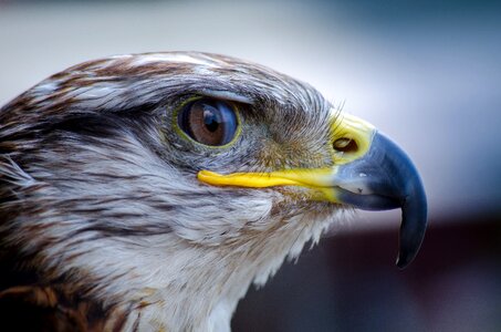 Nature beak predator photo