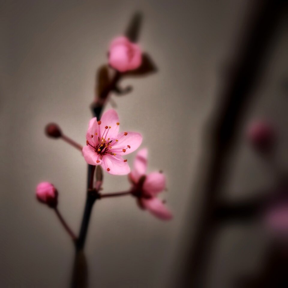 Color japanese cherry trees bloom