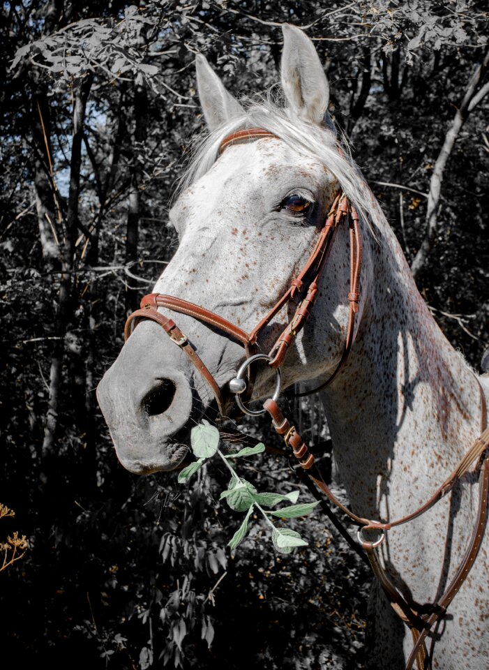 Arabian horse racehorse amira