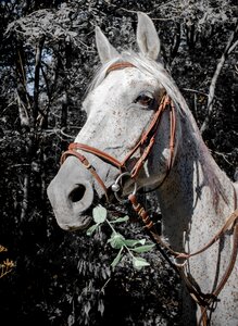 Arabian horse racehorse amira photo