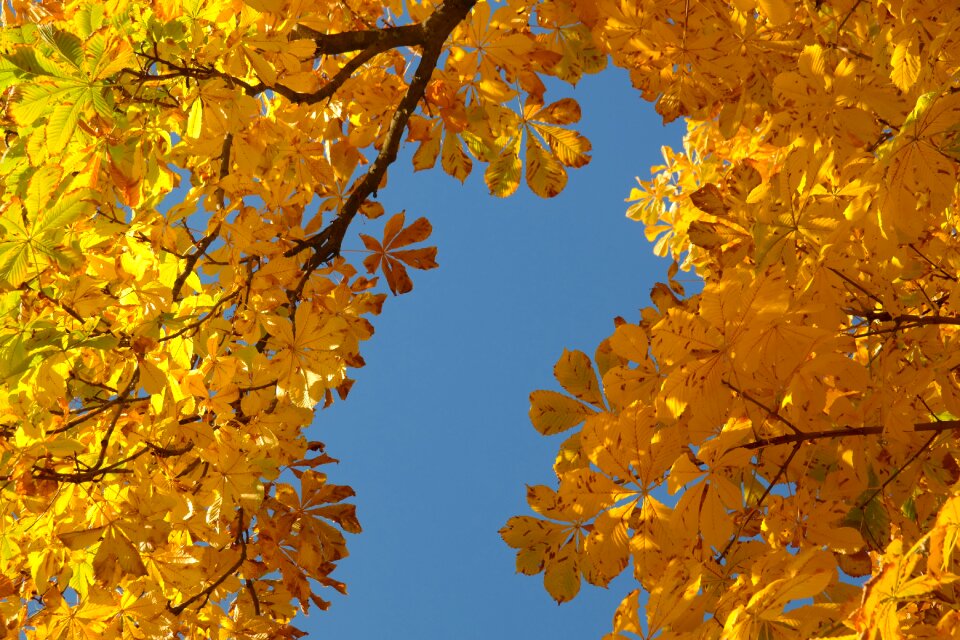 Leaves tree chestnut photo