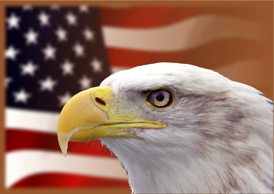 Raptor bald eagles bird of prey
