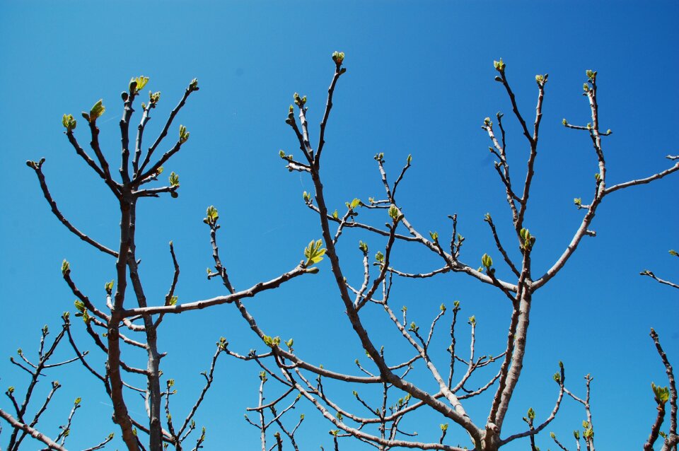 Tree spring nature
