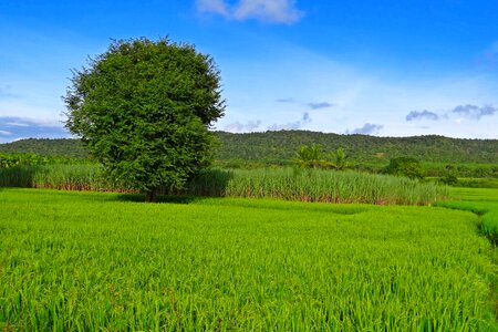 Agriculture field farm photo