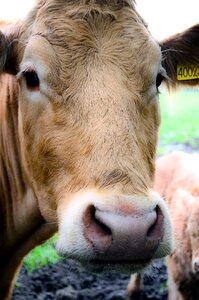 Cattle livestock rural photo