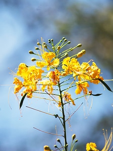 Floral plant natural