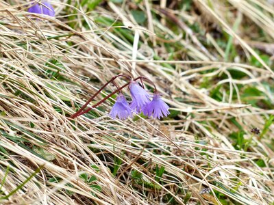 Flower violet purple