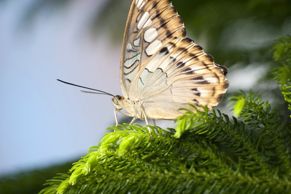 Wings wildlife nature photo