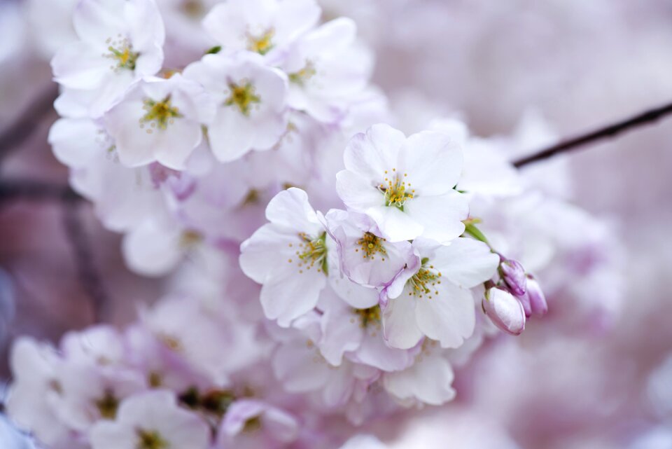 Romantic japan sakura