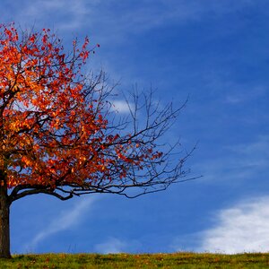 Fall foliage red brown