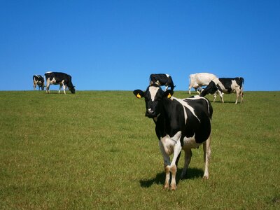 Grazing cow farm photo
