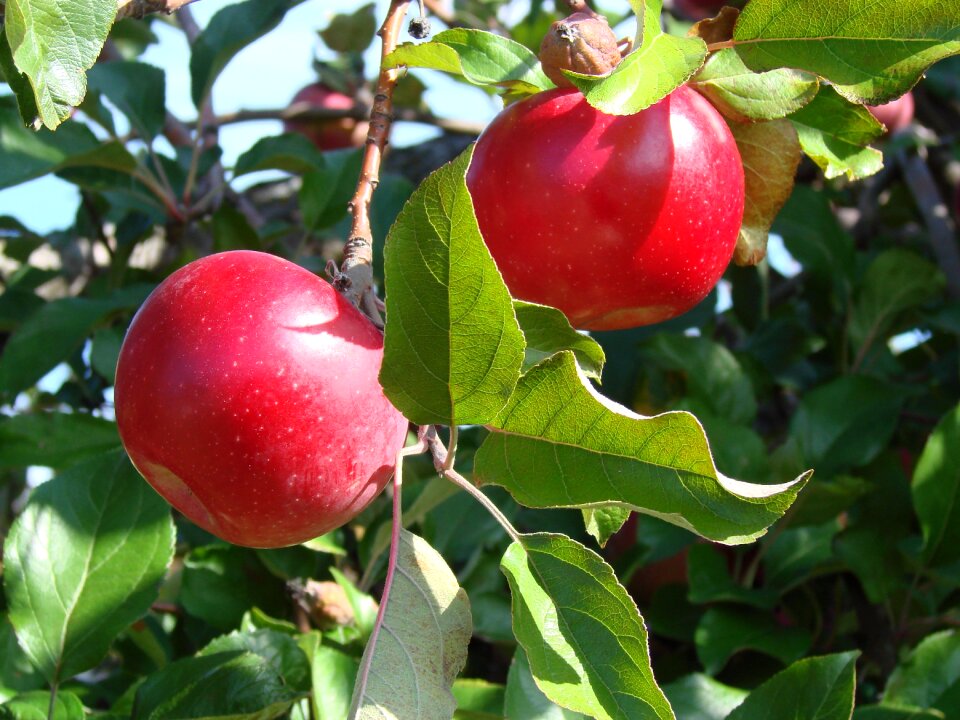 Red shiny delicious
