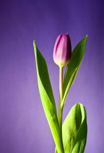 Iphone wallpaper lilac spring lilac flower