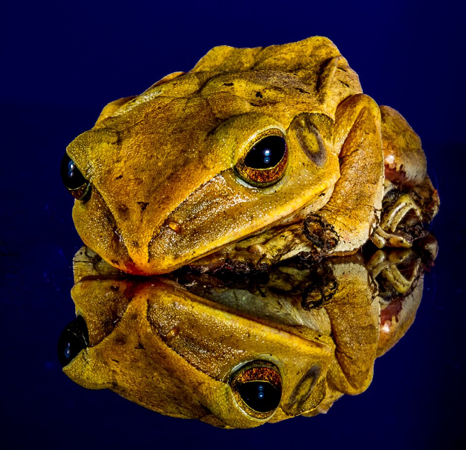 Toad golden eyes close up