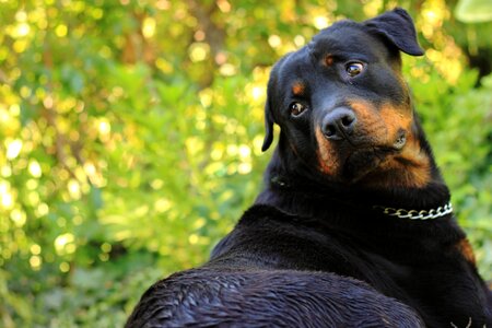 Animal rottweiler black
