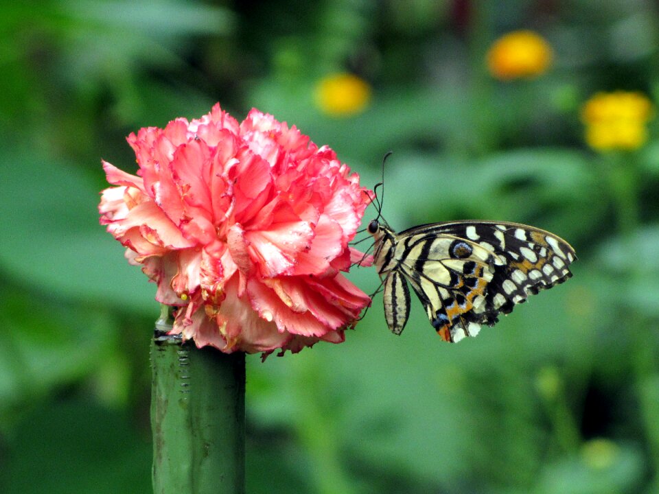 Butterfly red white butterfly farm