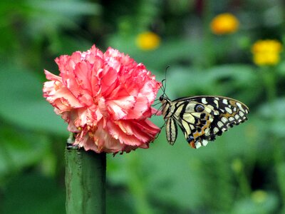 Butterfly red white butterfly farm
