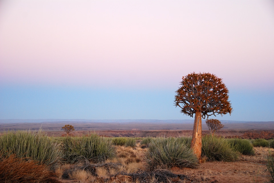 Africa sunrise quiver tree