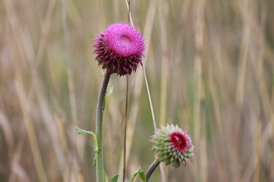 Natural plant flora