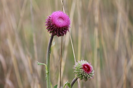 Natural plant flora