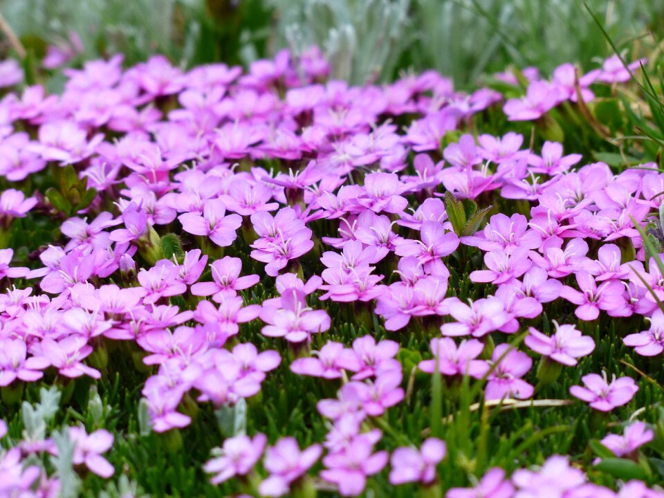 Pink flowers silene acaulis