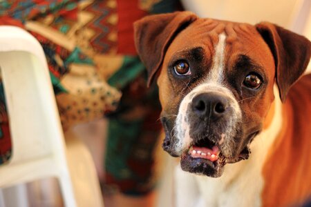 Pet boxer animals