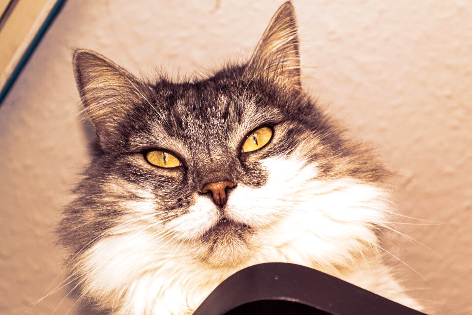 Cat face animal view