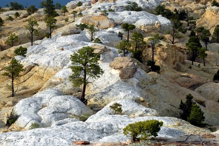 Rocky trees nature
