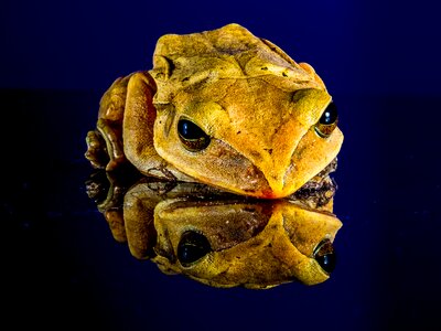 Toad golden eyes close up