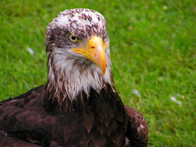 Eagle portrait grass photo